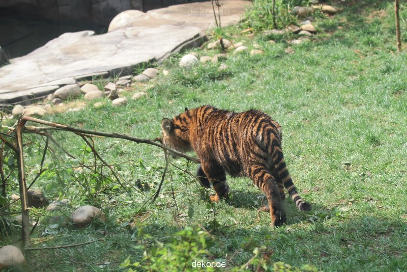 zoo-wuppertal-tschuna-daseep-10-058