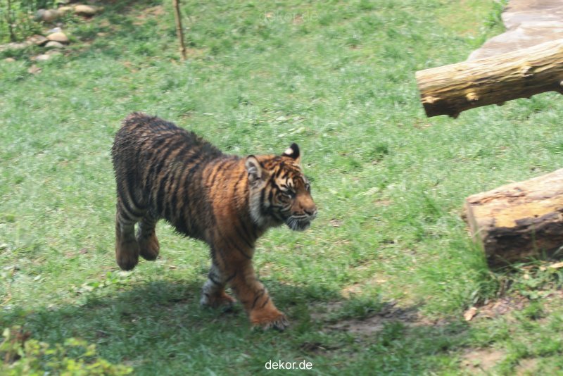 zoo-wuppertal-tschuna-daseep-10-060