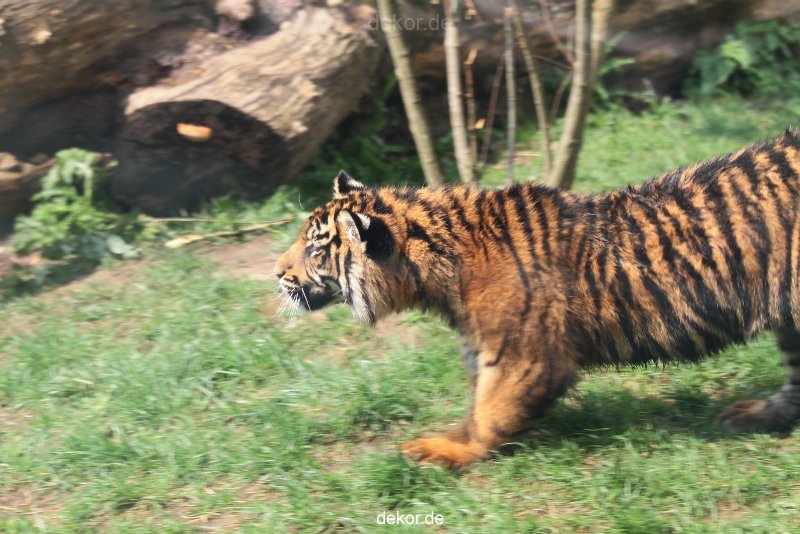 zoo-wuppertal-tschuna-daseep-10-067