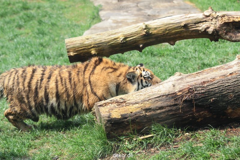 zoo-wuppertal-tschuna-daseep-10-068