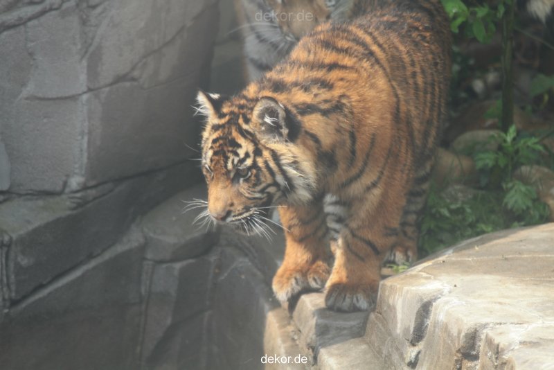 zoo-wuppertal-tschuna-daseep-10-071