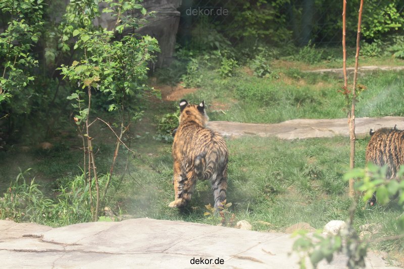 zoo-wuppertal-tschuna-daseep-10-083