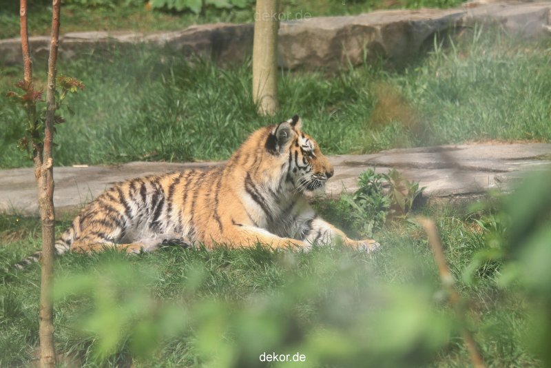 zoo-wuppertal-tschuna-daseep-10-086