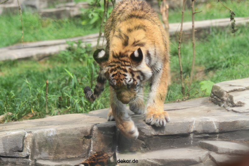 zoo-wuppertal-tschuna-daseep-10-090