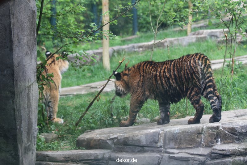 zoo-wuppertal-tschuna-daseep-10-105