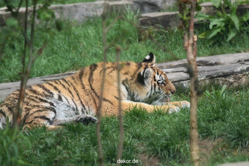 zoo-wuppertal-tschuna-daseep-10-107