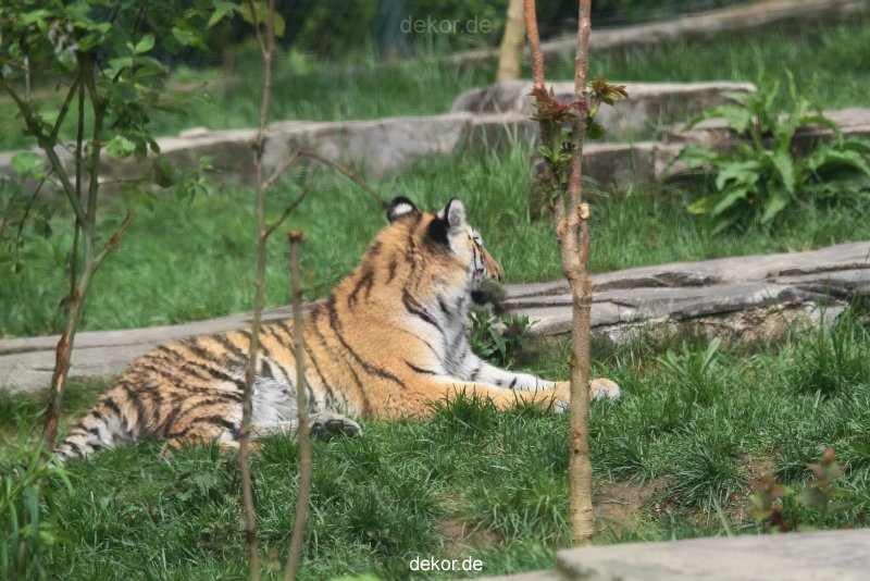 zoo-wuppertal-tschuna-daseep-10-109