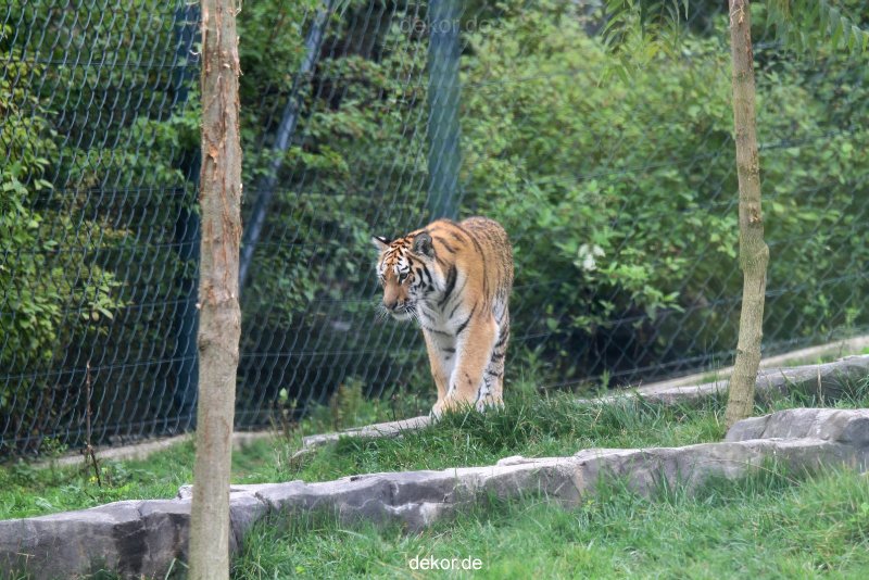 zoo-wuppertal-tschuna-daseep-11-001