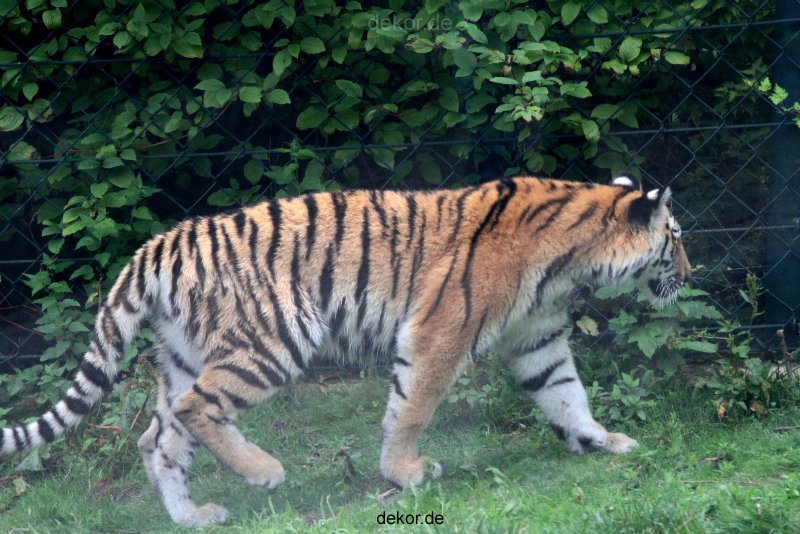 zoo-wuppertal-tschuna-daseep-11-002