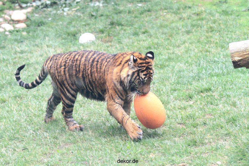 zoo-wuppertal-tschuna-daseep-11-006