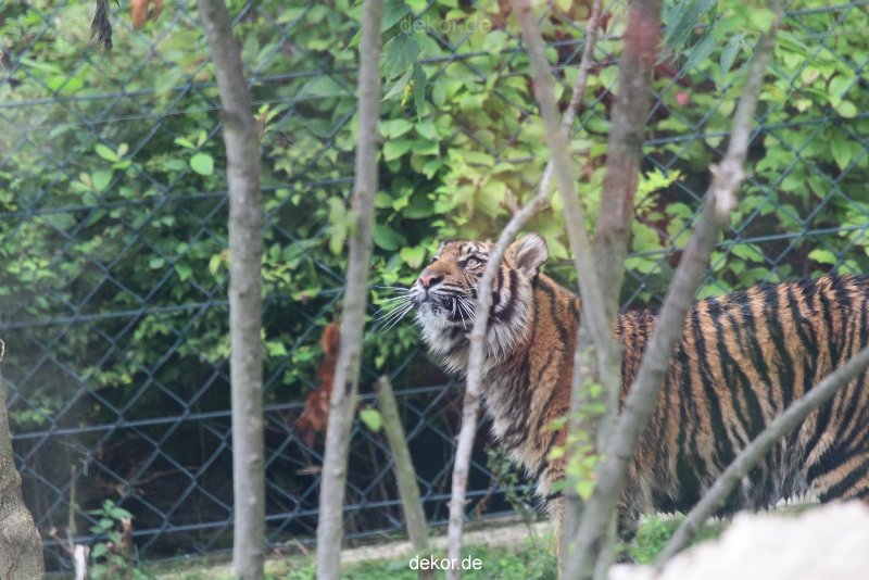 zoo-wuppertal-tschuna-daseep-11-008