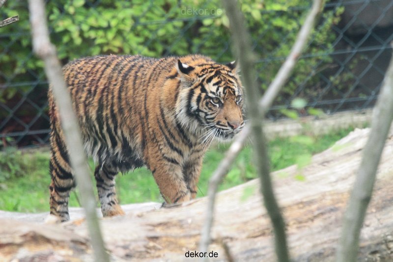 zoo-wuppertal-tschuna-daseep-11-009