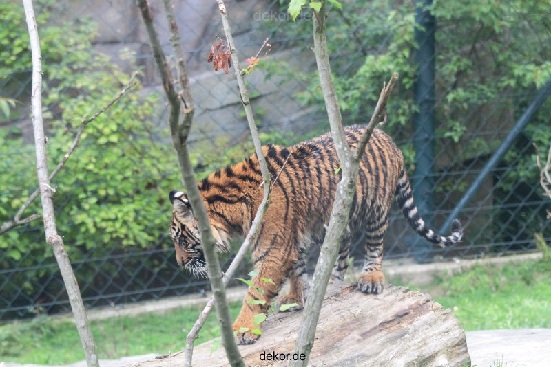 zoo-wuppertal-tschuna-daseep-11-010