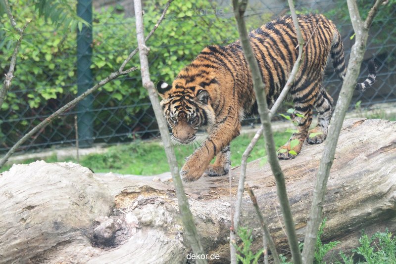 zoo-wuppertal-tschuna-daseep-11-011