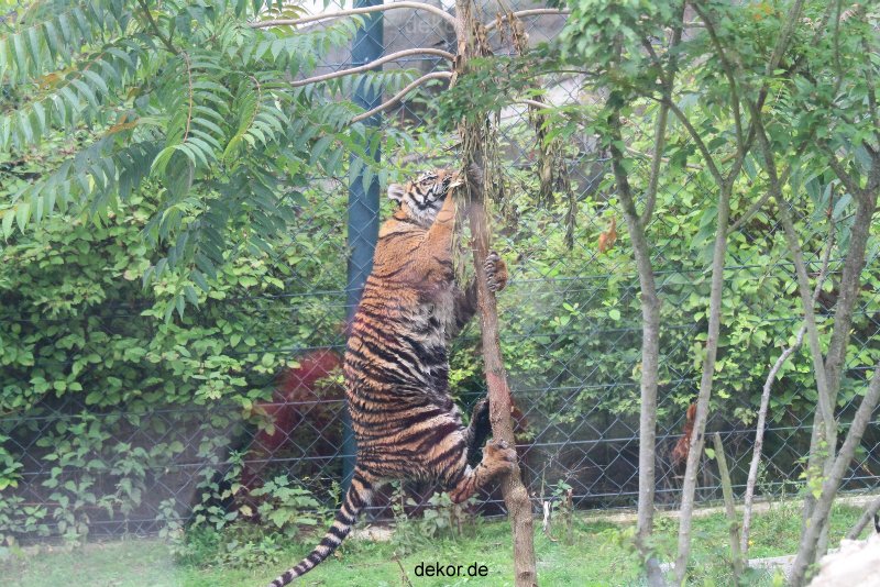 zoo-wuppertal-tschuna-daseep-11-019