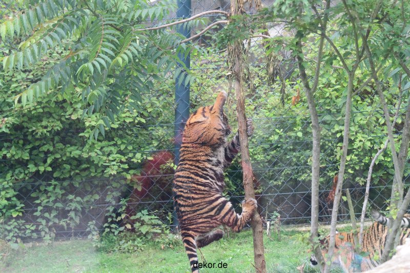 zoo-wuppertal-tschuna-daseep-11-020