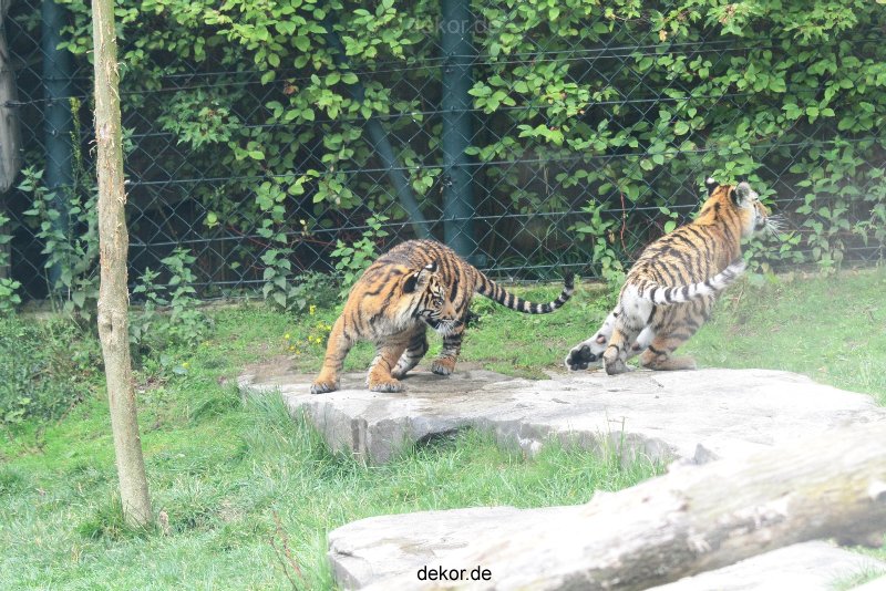 zoo-wuppertal-tschuna-daseep-11-025