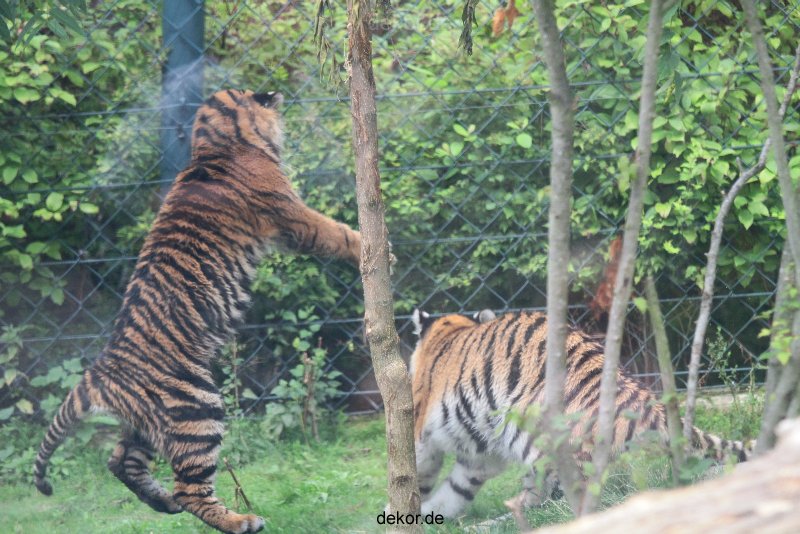 zoo-wuppertal-tschuna-daseep-11-033
