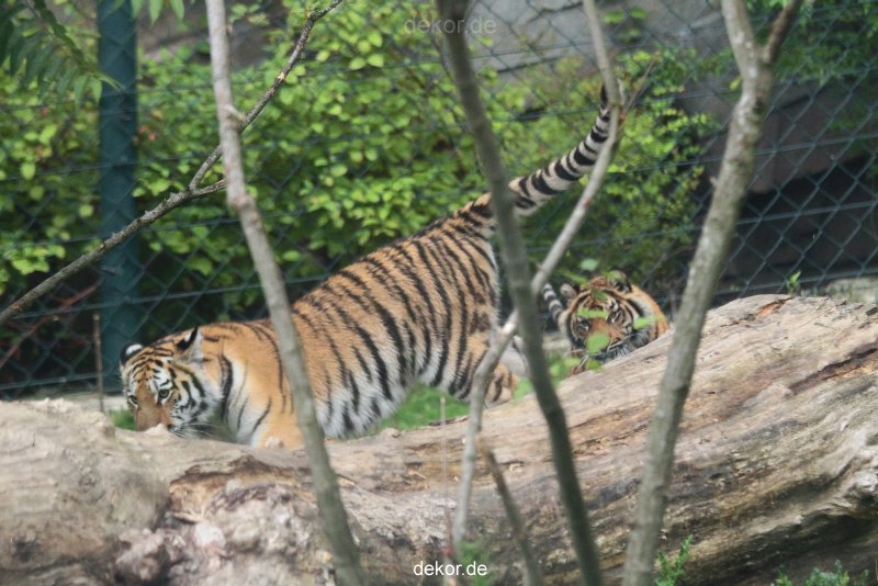 zoo-wuppertal-tschuna-daseep-11-034