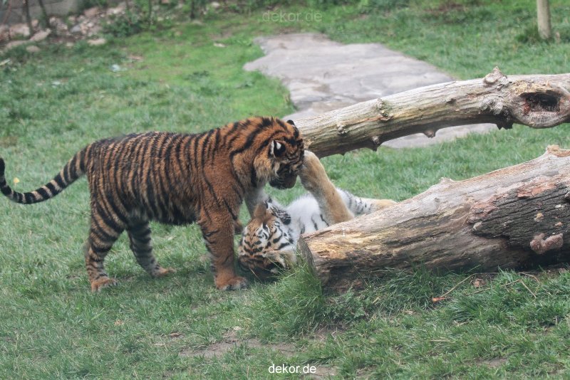 zoo-wuppertal-tschuna-daseep-11-039