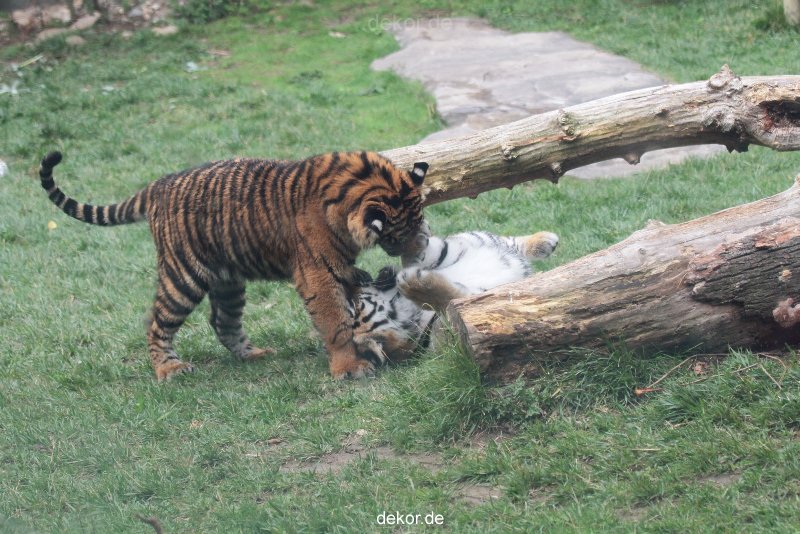 zoo-wuppertal-tschuna-daseep-11-041