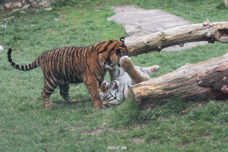zoo-wuppertal-tschuna-daseep-11-042