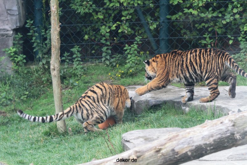 zoo-wuppertal-tschuna-daseep-11-054