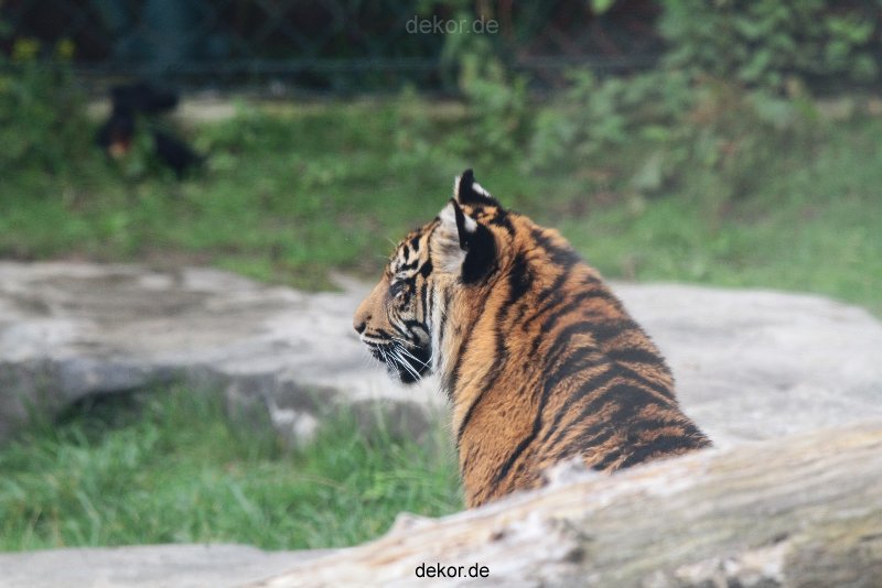 zoo-wuppertal-tschuna-daseep-11-056