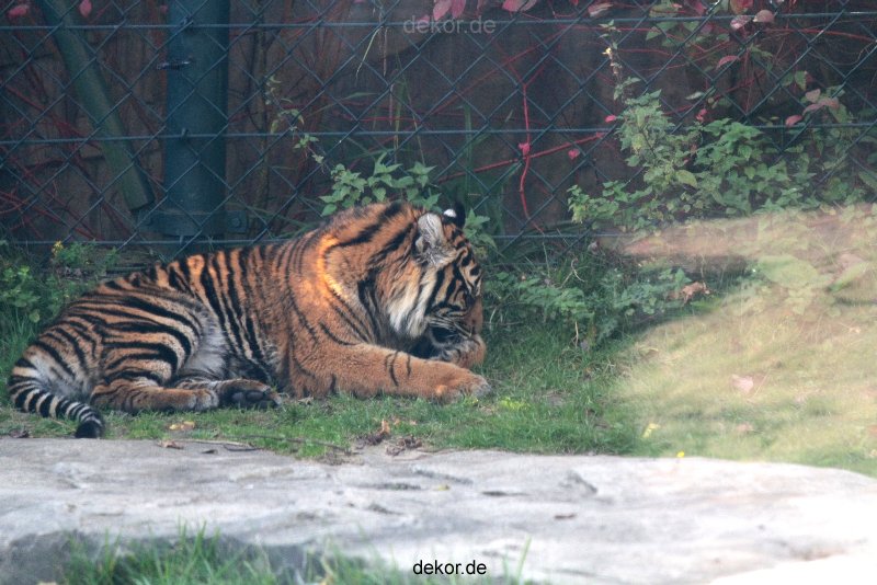 zoo-wuppertal-tschuna-daseep-12-001