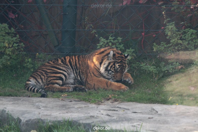 zoo-wuppertal-tschuna-daseep-12-002