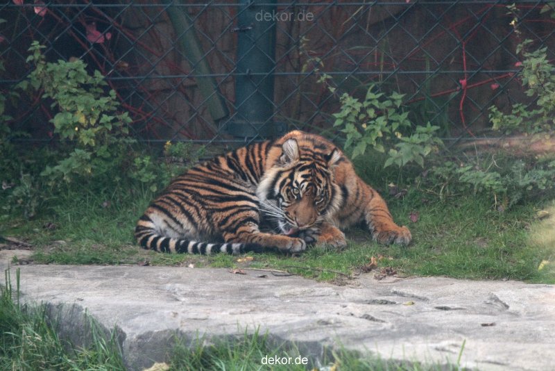 zoo-wuppertal-tschuna-daseep-12-004