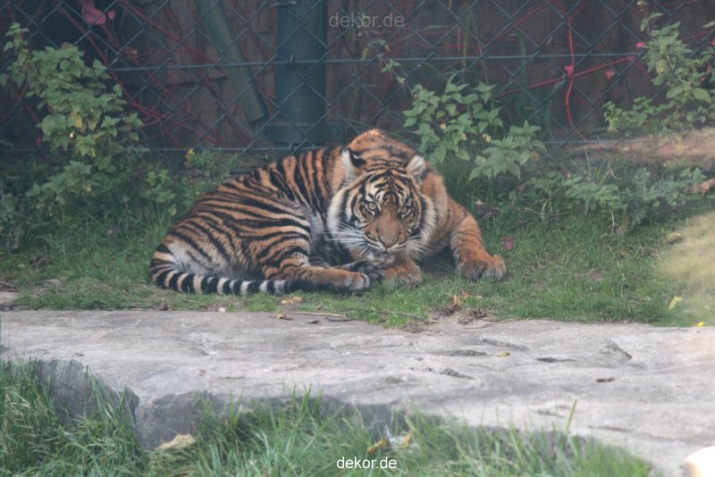 zoo-wuppertal-tschuna-daseep-12-007