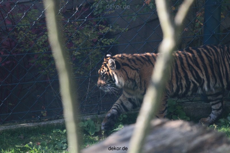 zoo-wuppertal-tschuna-daseep-12-010