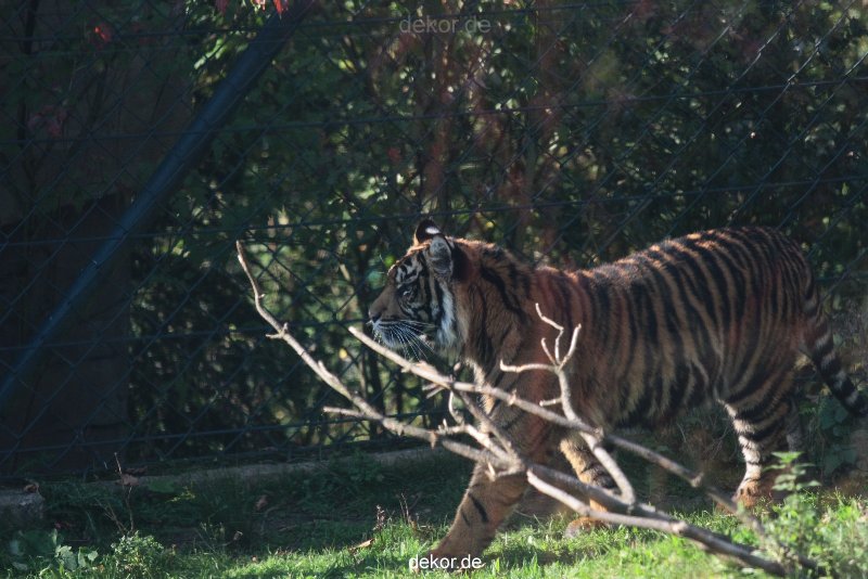 zoo-wuppertal-tschuna-daseep-12-011