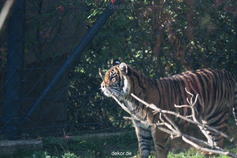 zoo-wuppertal-tschuna-daseep-12-012