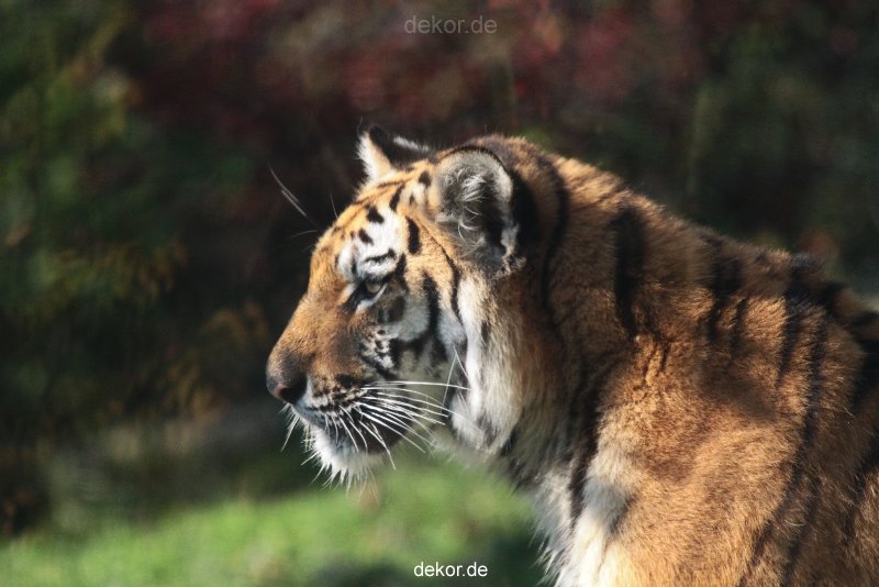 zoo-wuppertal-tschuna-daseep-12-020
