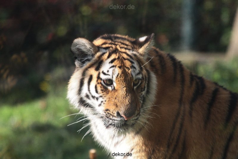 zoo-wuppertal-tschuna-daseep-12-022