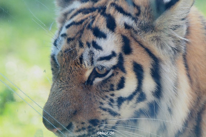zoo-wuppertal-tschuna-daseep-12-038