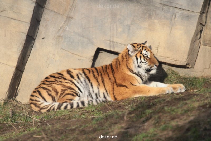zoo-wuppertal-tschuna-daseep-13-005