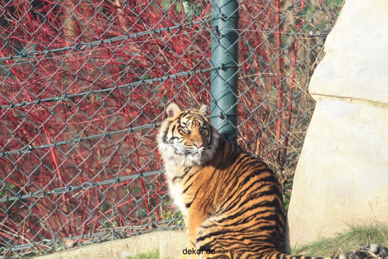 zoo-wuppertal-tschuna-daseep-13-006