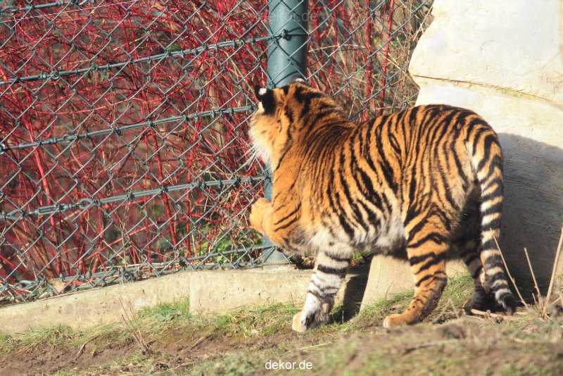 zoo-wuppertal-tschuna-daseep-13-010