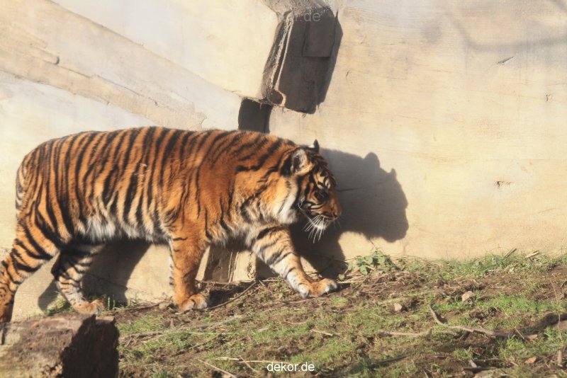 zoo-wuppertal-tschuna-daseep-13-020