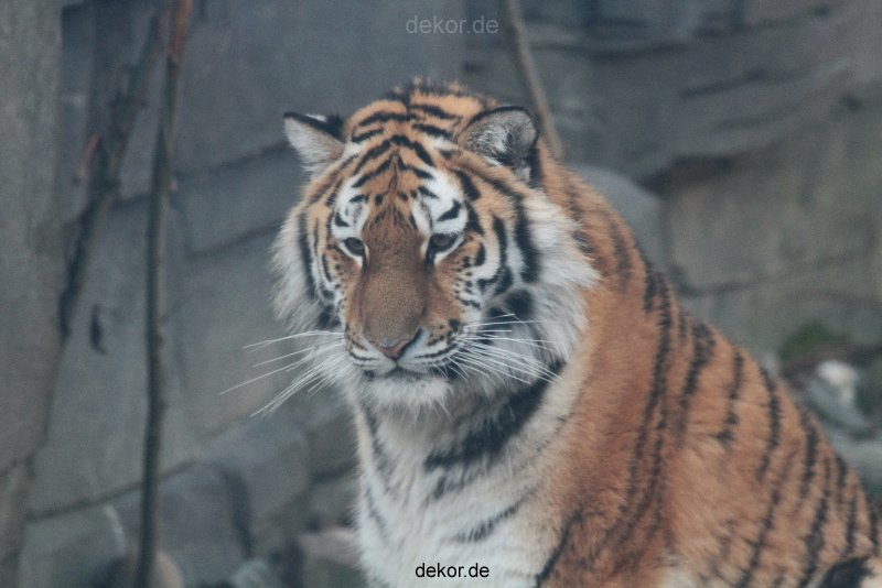 zoo-wuppertal-tschuna-daseep-13-061