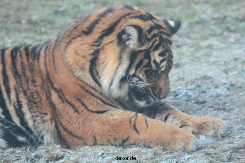 zoo-wuppertal-tschuna-daseep-13-074
