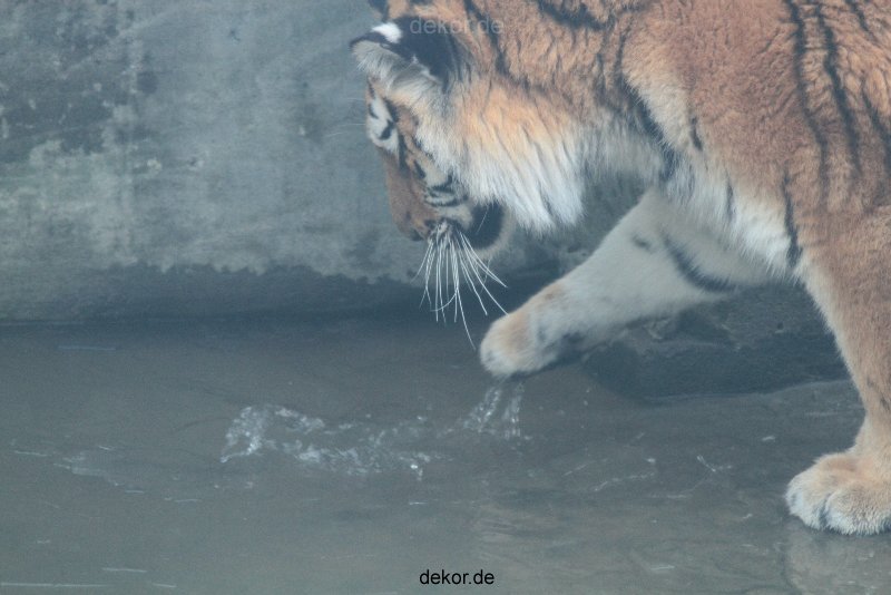 zoo-wuppertal-tschuna-daseep-13-087