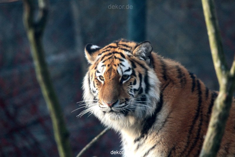 zoo-wuppertal-tschuna-daseep-13-108