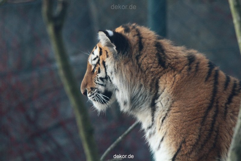 zoo-wuppertal-tschuna-daseep-13-116