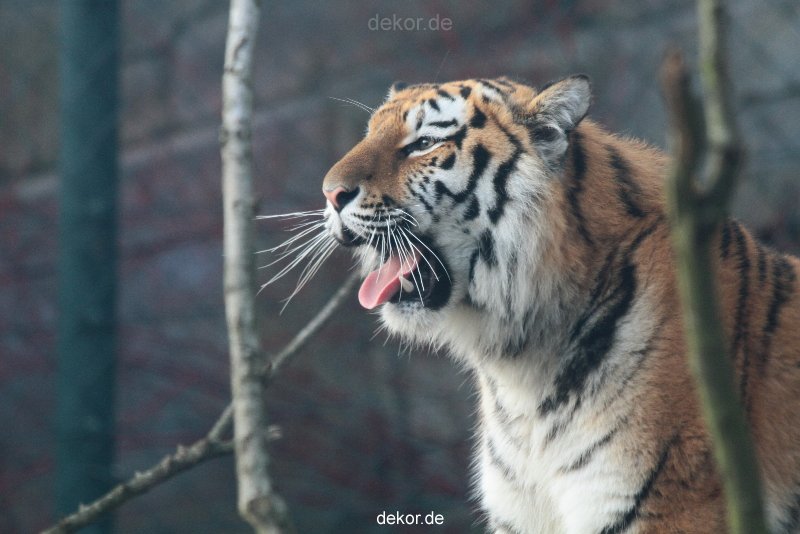 zoo-wuppertal-tschuna-daseep-13-130