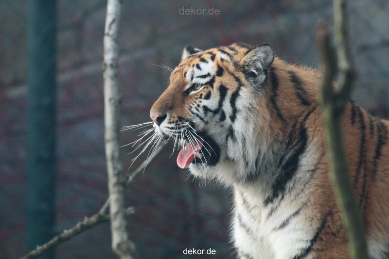 zoo-wuppertal-tschuna-daseep-13-133