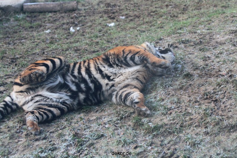 zoo-wuppertal-tschuna-daseep-13-148